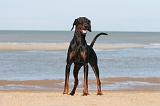 DOBERMANN 008